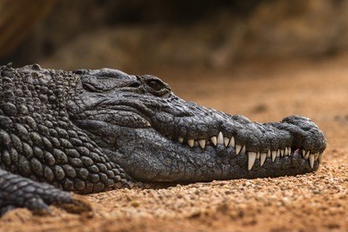 nile crocodile crocodylus niloticus, close-up detail of teeth with blood of the nile crocodile open eye, sharpened teeth of dangerous predator