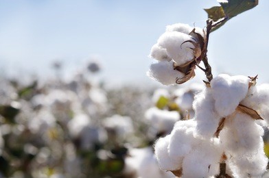 close-up of ripe cotton bolls on branch
