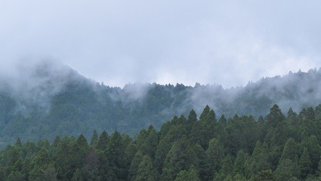 forest and mountain covered with foggy, mist, cloud . clouds flowing through the trees  on the top of the mountain.