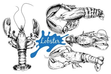 lobster hand drawn sketch style vector illustration. old hand drawn engraving imitation.