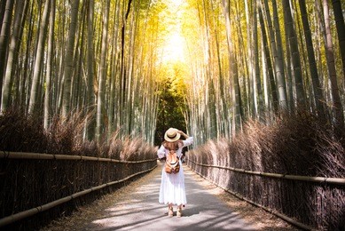 tourist is traveling into arashiyama bamboo forest in kyoto, japan.