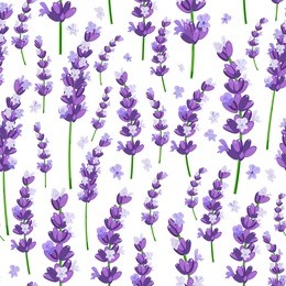 seamless pattern of provence violet lavender flowers on a white background. vector illustration.