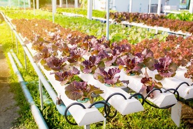hydroponic organic vegetable cultivation farm.