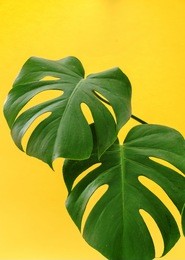 monstera leaf