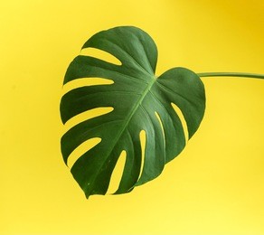 monstera leaf