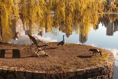 ducks enjoying the sunset on lost lagoon, stanley park, vancouver bc