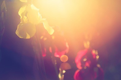 iris flowers in bright backlight.