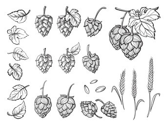 hand drawn engraving style hops set. common hop or humulus lupulus branch with leaves and cones. vector illustration