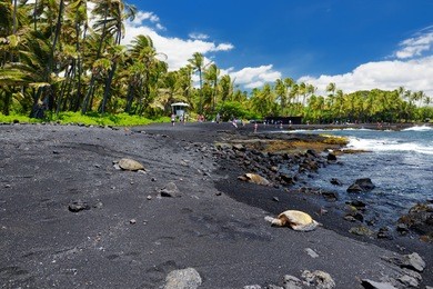 hawaiian green turtles relaxing at punaluu black sand beach on the big island of hawaii, usa
