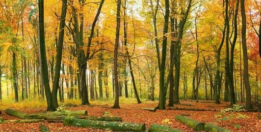 autumn forest