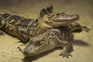 crocodiles are large aquatic reptiles that live throughout the tropics in africa, asia, the americas and australia.
