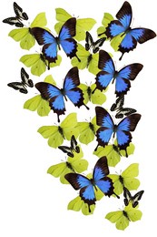 butterflies on white