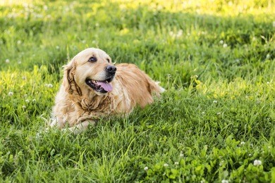 old golden retriever dog
