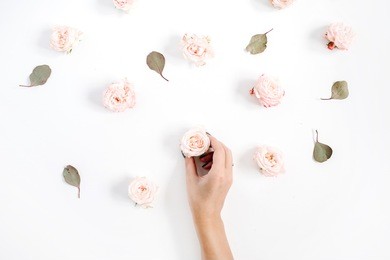 girl's hand holding rose bud and flowers pattern made of beige roses, eucalyptus leaf on white background. flat lay, top view. floral background.
