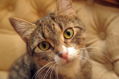 striped with white cat portrait