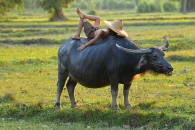 children sleeping on buffalo