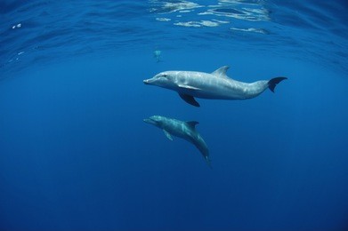 dolphin