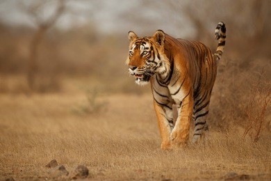tiger in the nature habitat. tiger male walking head on composition. wildlife scene with danger animal. hot summer in rajasthan, india. dry trees with beautiful indian tiger, panthera tigris