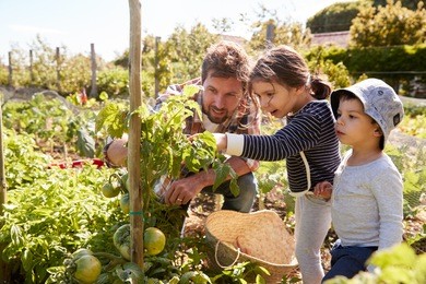 father and children looking at tomatoes growing on allotment