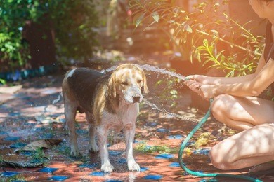 cute beagle puppy dog taking a shower with woman in outdoors with water splash