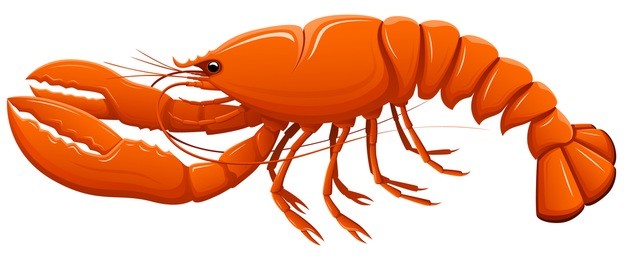 vector illustration of a side view of a lobster.