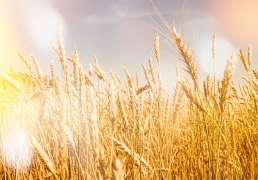 a field of wheat. ears of golden wheat closeup. beautiful nature rural landscape under bright sunlight. backdrop of ripening ears of wheat field on the meadow. rich harvest concept
