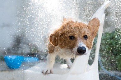 welsh corgi take a bath
