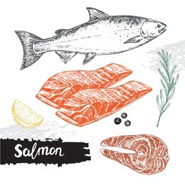 hand drawn sketch illustration salmon