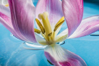 colorful flower floating in the water close up 
