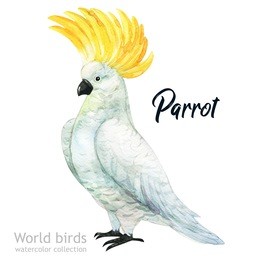 watercolor bird of isolated illustration on a white background. natural wildlife collection. parrot.
