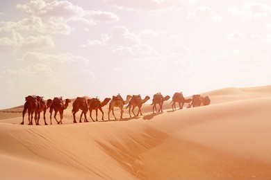 berber with caravan camel, sahara desert, morocco at sunrise