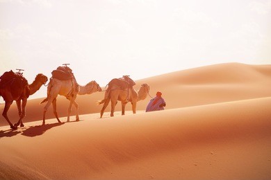 berber with caravan camel, sahara desert, morocco at sunrise