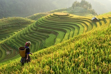 smooth symbolize the city's mu cang chai,yenbai,vietnam.