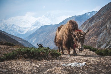 himalayan yak