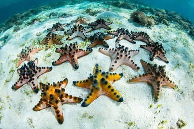 this tropical region is extremely biodiverse and