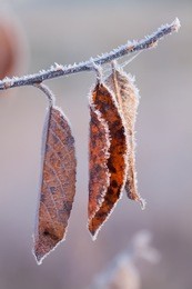 frosted autumn leaves on tree branch. several autumn orange leaves covered with frost.tree branch with yellow leaves and ice.close up of rimed tree branch.  frozen leaves in winter with the hoar-frost