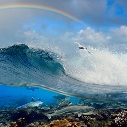 nice seascape with cloudy sky and rainbow with surfing ocean wave swirl white seagull flying above and four reef sharks underwater over coral reef
