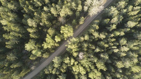 forest and drone