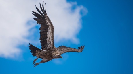 flying vulture in blue sky