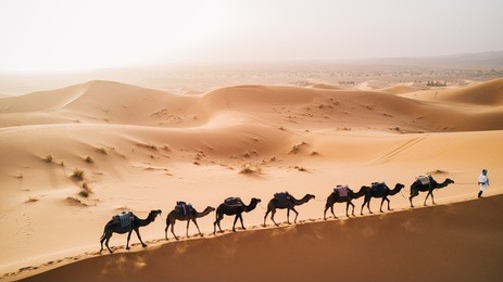 tuareg with camels walk thru the desert on the western part of the sahara desert in morocco. the sahara desert is the world's largest hot desert.