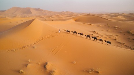 tuareg with camels walk thru the desert on the western part of the sahara desert in morocco. the sahara desert is the world's largest hot desert.
