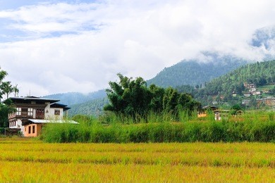 rice field in the valley of punakha. the district is one of bhutan's largest rice cultivation areas.