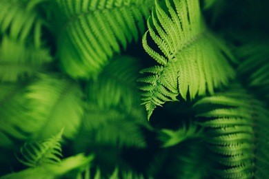beautyful ferns leaves green foliage natural floral fern background in sunlight.