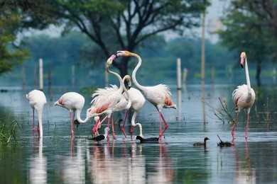 a scenery by flamingos, keoladeo national park, bharatpur
