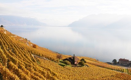 vineyards in lavaux region, switzerland