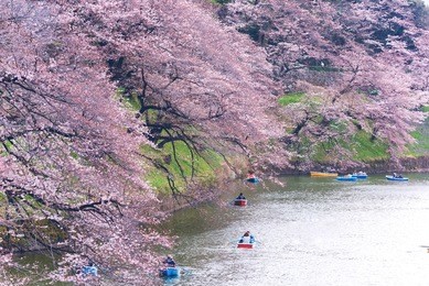 cherry blossom or sakura japan at chidorigafuchi park this area is popular sakura spot at tokyo, japan. travel japan concept.