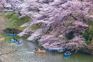 cherry blossom or sakura japan at chidorigafuchi park this area is popular sakura spot at tokyo, japan. travel japan concept.