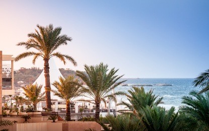 palms in sunny sousse tunisia