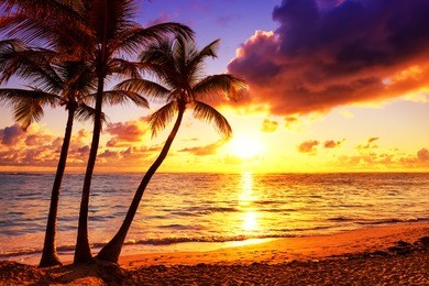 coconut palm trees against colorful sunset 