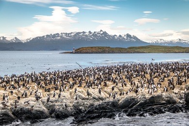 cormorants (sea birds) island - beagle channel, ushuaia, argentina